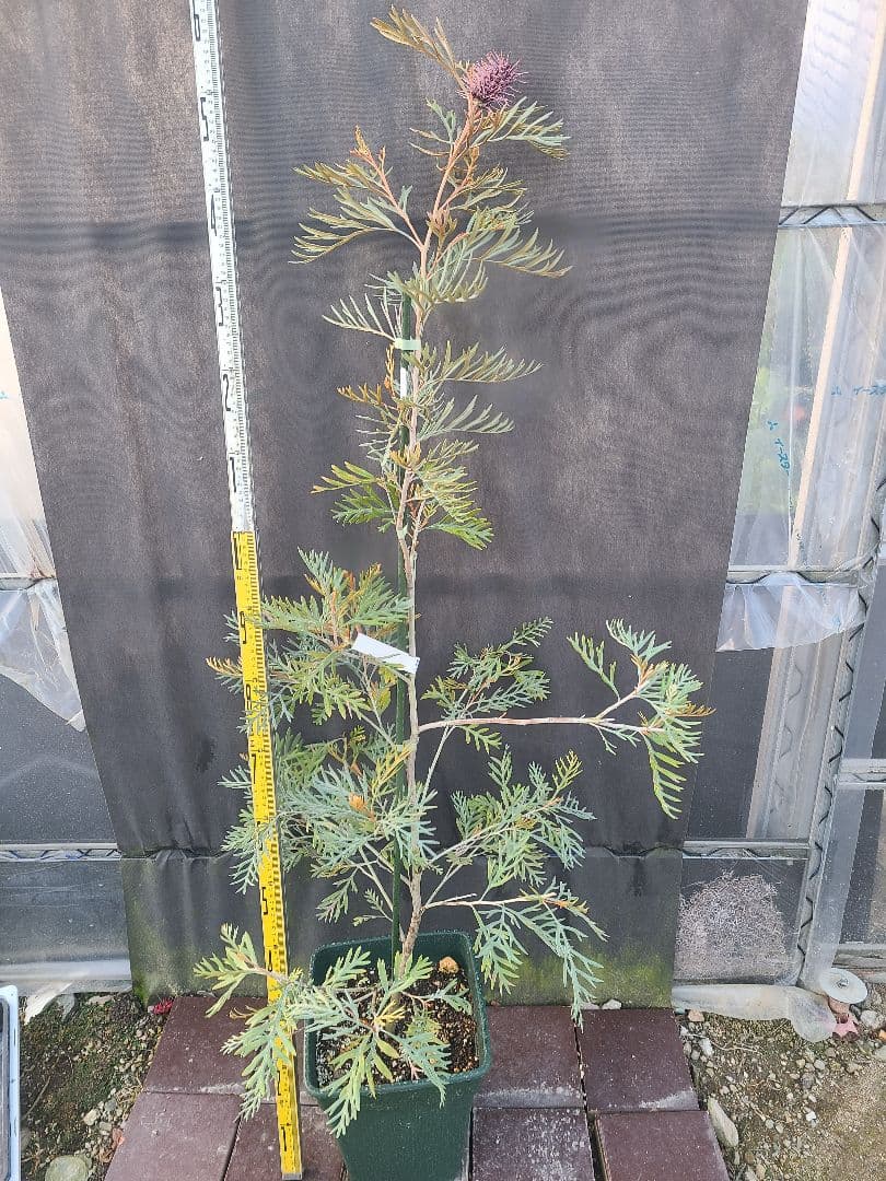 グレビレア ドローシーゴードン(ドーンパープル)9号角鉢大株②