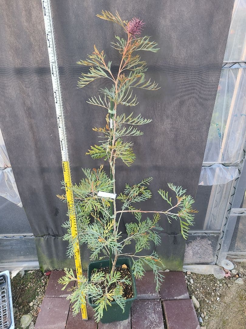 グレビレア ドローシーゴードン(ドーンパープル)9号角鉢大株②