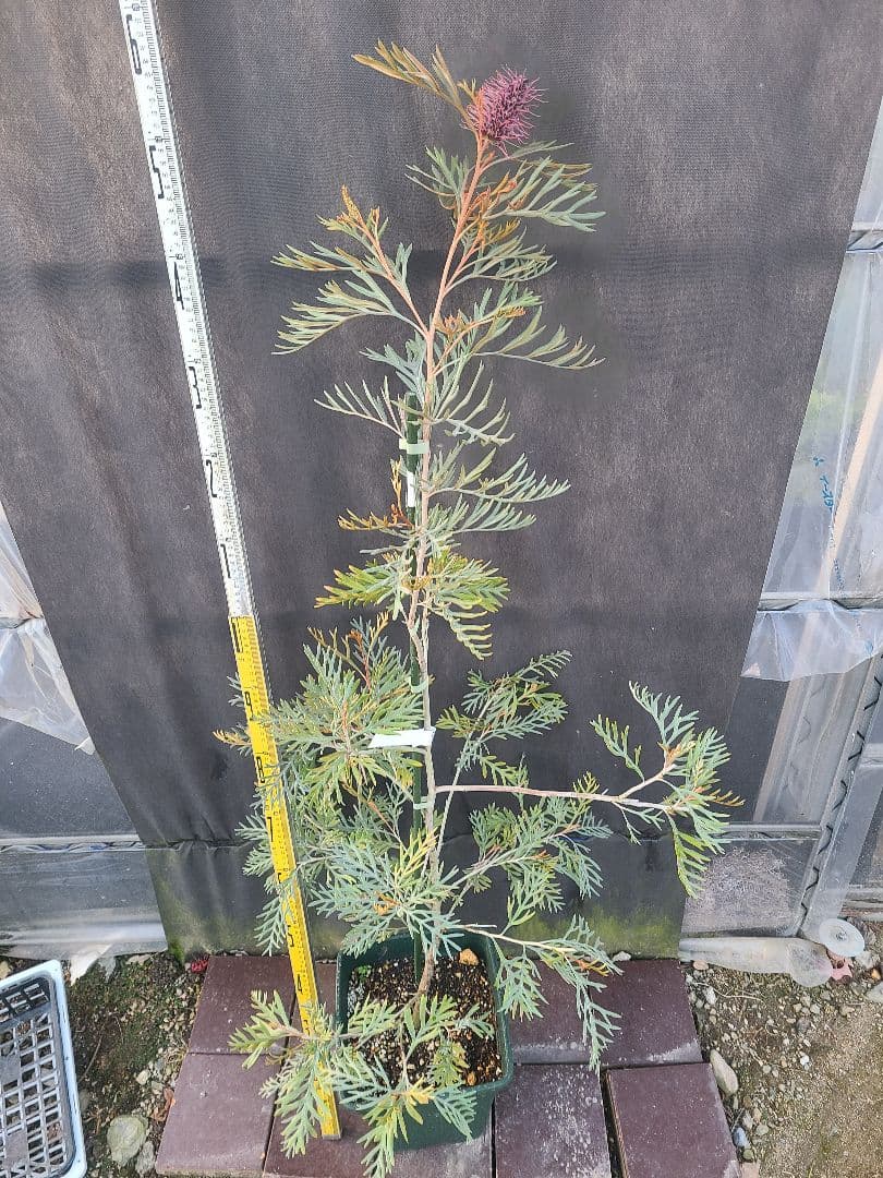 グレビレア ドローシーゴードン(ドーンパープル)9号角鉢大株②