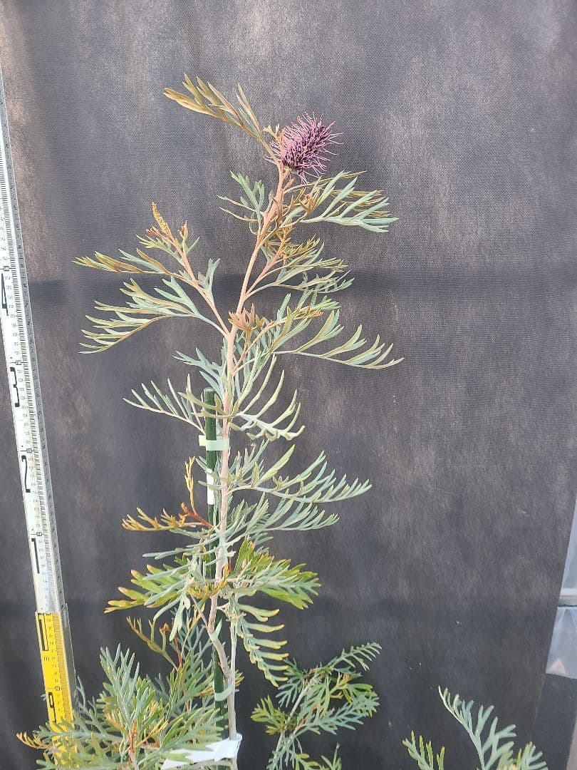 グレビレア ドローシーゴードン(ドーンパープル)9号角鉢大株②