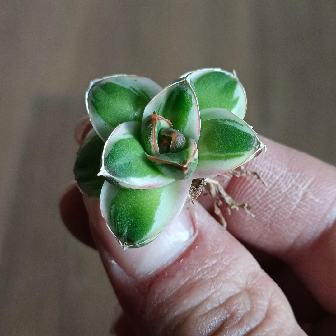 A205 多肉植物 アガベ ピンキー 王妃笹の雪A型 白覆輪斑 精選極上美