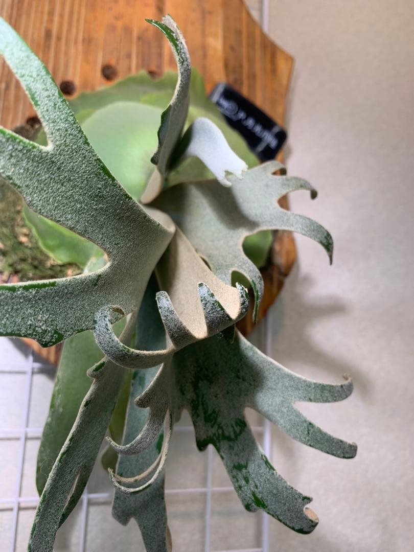 め*る様 ビカクシダ 月光爪哇 P.月光爪哇 OC 安心サイズ！オークション♪