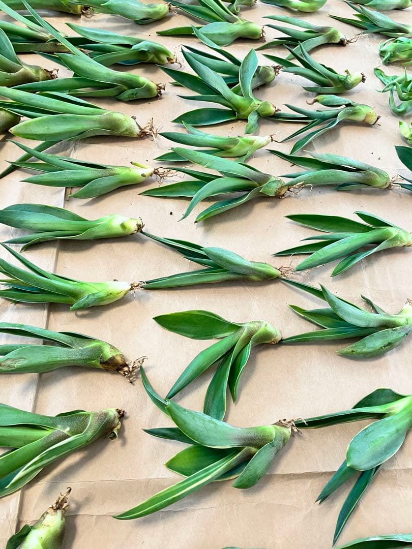 100株ぐらい　アガベの子株　多肉植物