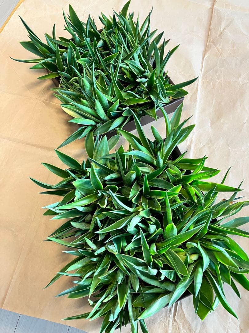 100株ぐらい　アガベの子株　多肉植物