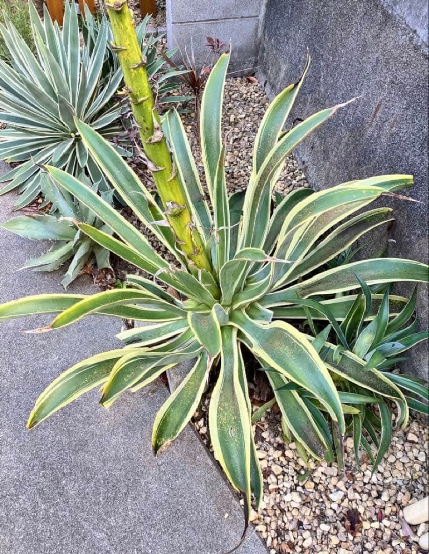 100株ぐらい　アガベの子株　多肉植物