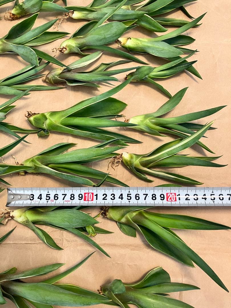 100株ぐらい　アガベの子株　多肉植物