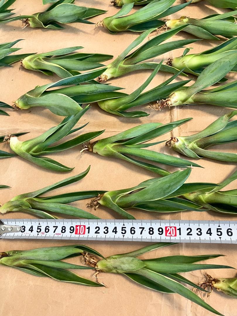 100株ぐらい　アガベの子株　多肉植物
