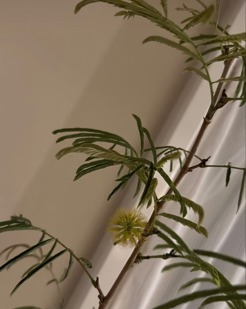 【引き取り限定/価格相談可】165cm 曲がり木エバーフレッシュ　観葉植物