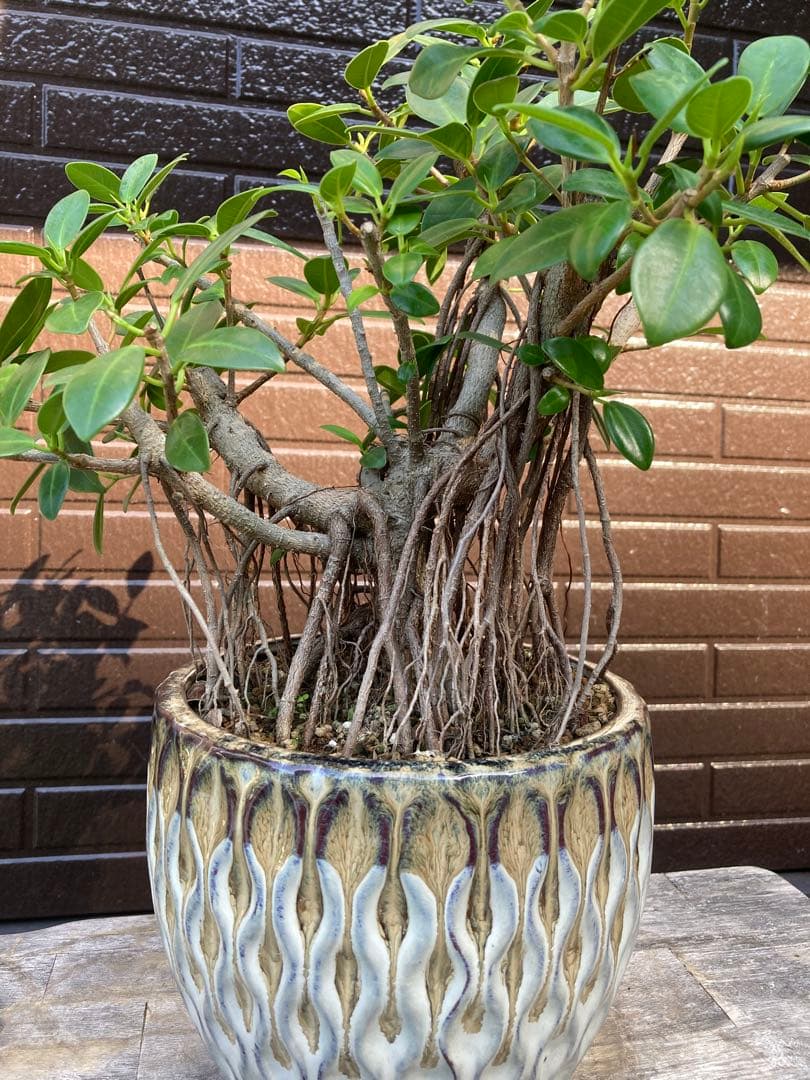 フィカス 観葉植物 陶器鉢付き
