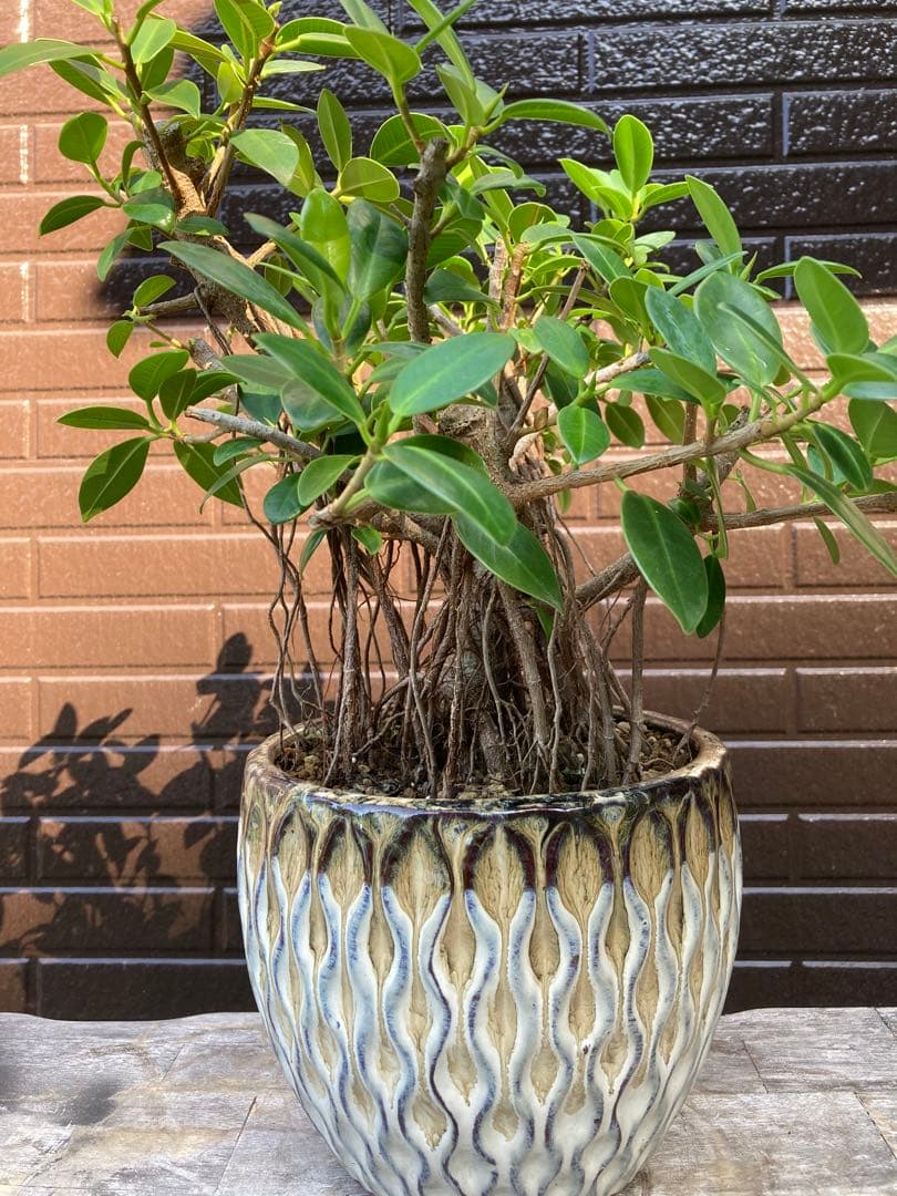 フィカス 観葉植物 陶器鉢付き