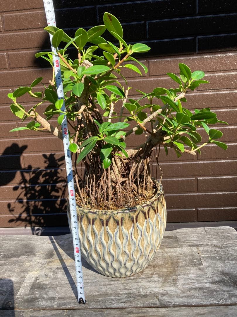 フィカス 観葉植物 陶器鉢付き