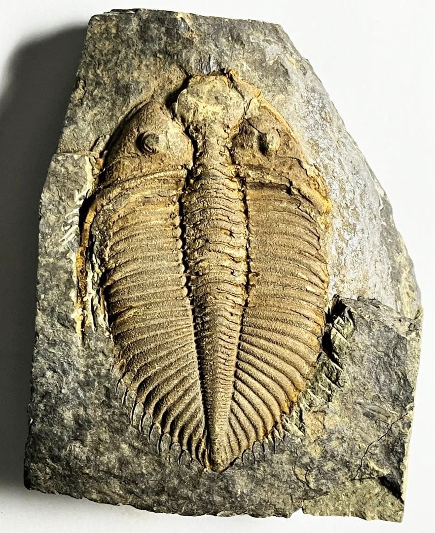 三葉虫　化石　Coronocephalus