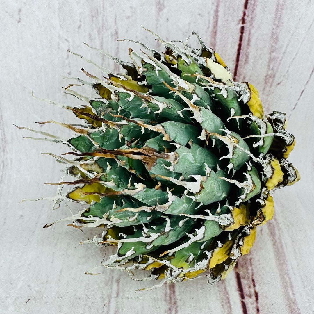 ⑤ アガベ ユタエンシス エボリスピナ 短葉 陽炎