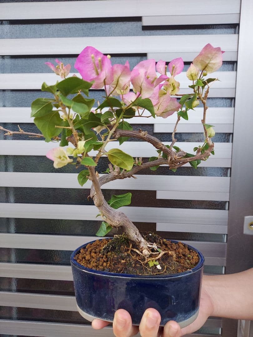 ブーゲンビリア盆栽