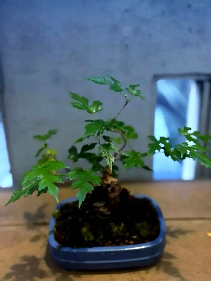 琉球盆栽　希少　島桑　桑　小品盆栽　実物　黎鳳　鉢