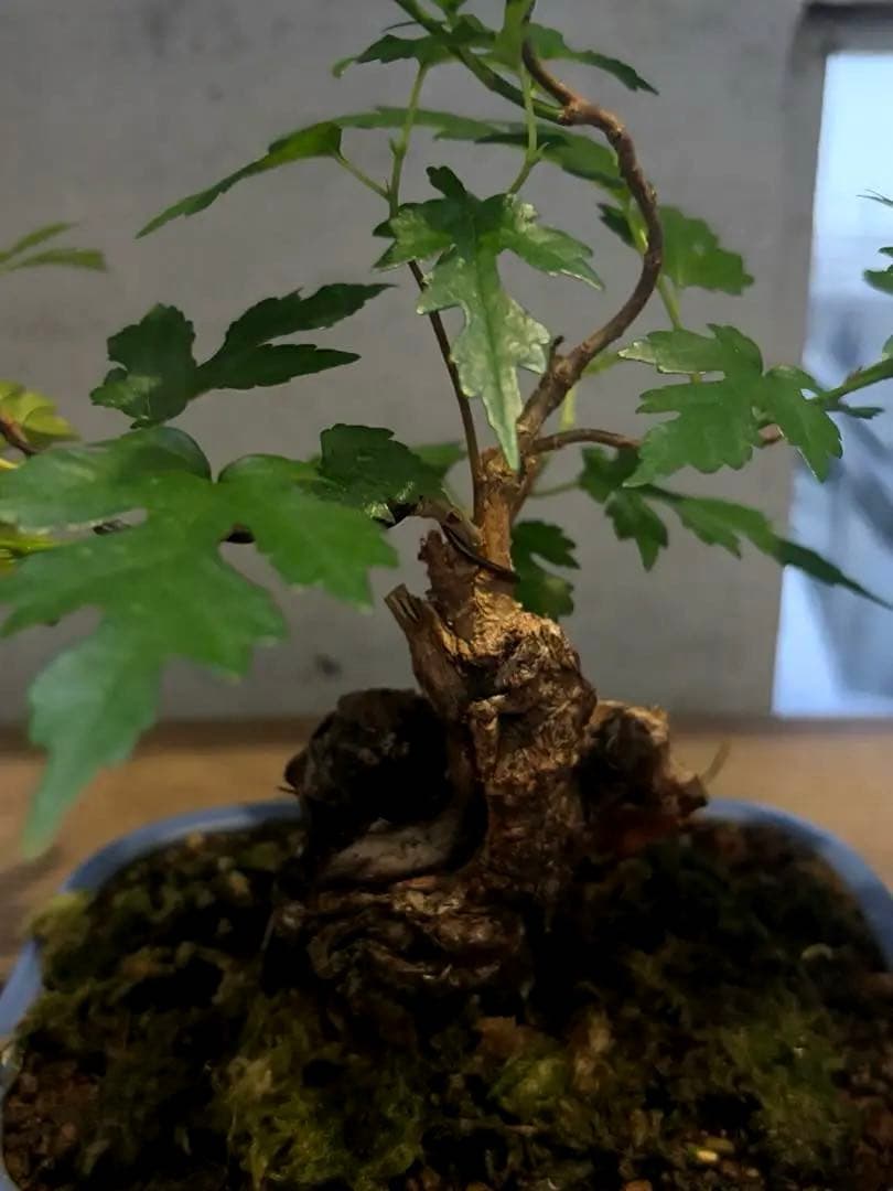 琉球盆栽　希少　島桑　桑　小品盆栽　実物　黎鳳　鉢