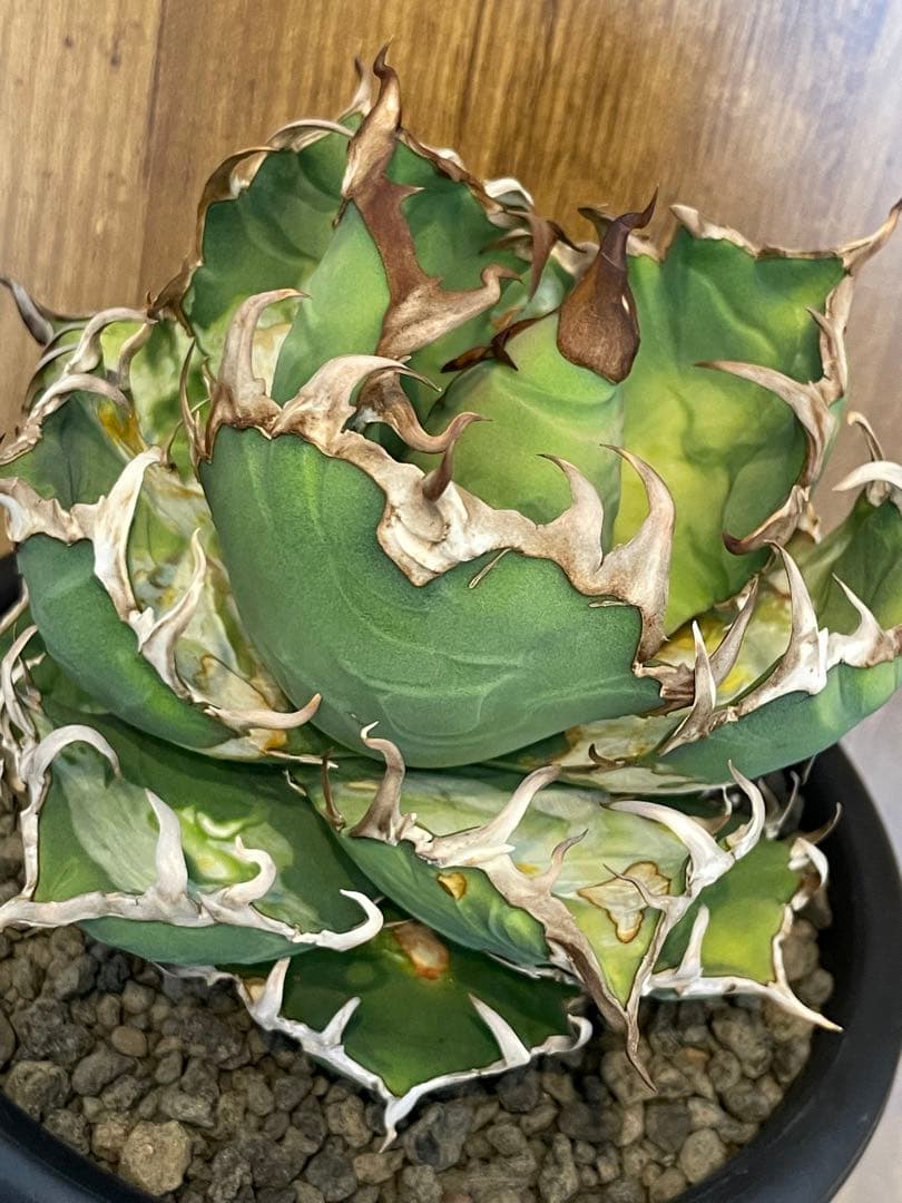 Agave titanota シーザー　大株　コレクション株　葉焼け