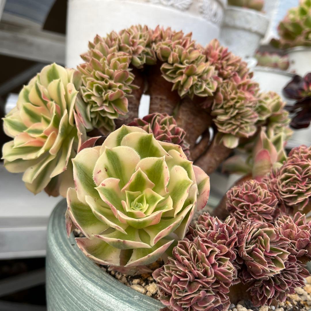 ピンクウィッチ綴化