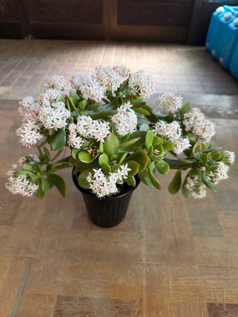 花月苗木　金の成る木　濃いと薄いピンク色2株セット開花中　鉢ごと発送