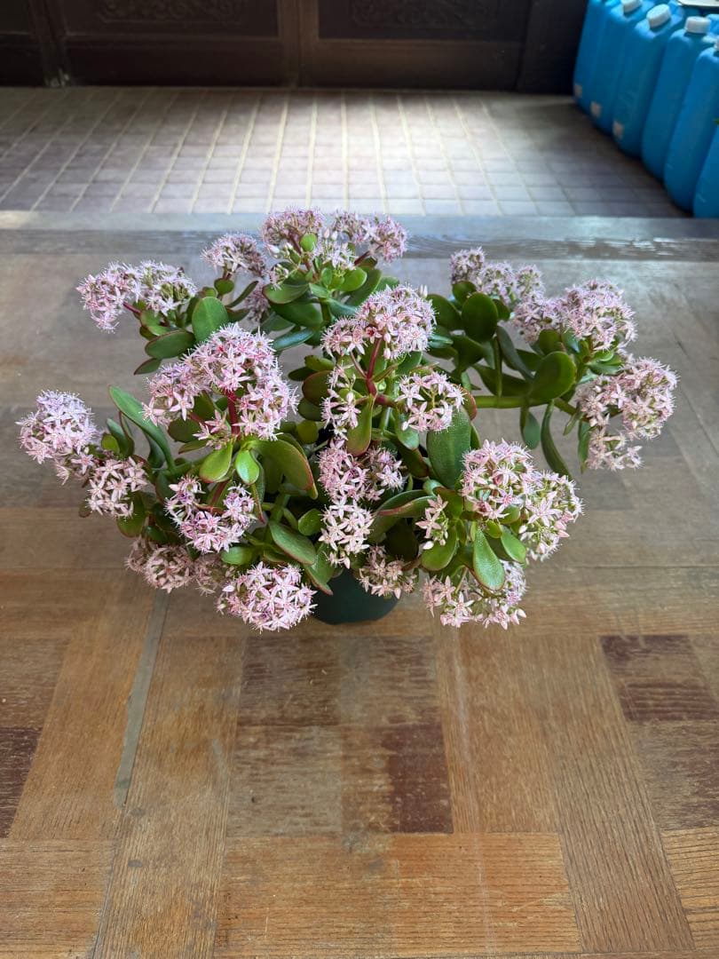 花月苗木　金の成る木　濃いと薄いピンク色2株セット開花中　鉢ごと発送