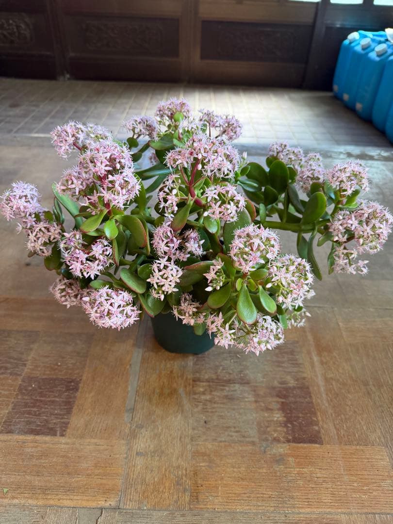 花月苗木　金の成る木　濃いと薄いピンク色2株セット開花中　鉢ごと発送