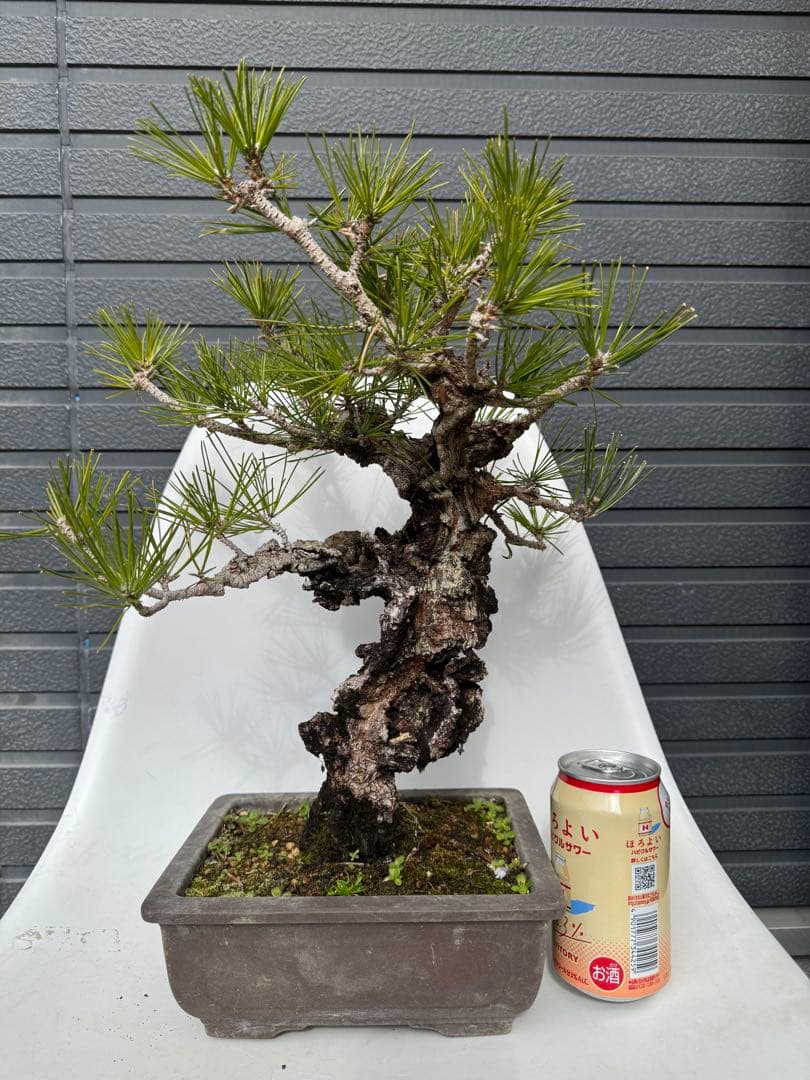 錦松　中品盆栽　持ち込み古いです