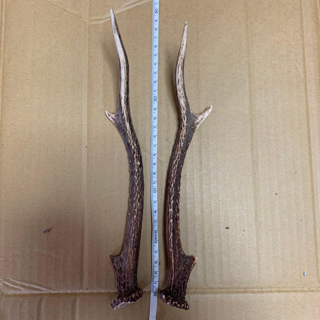 鹿の角 鹿角 38本　インテリア 犬 おもちゃ