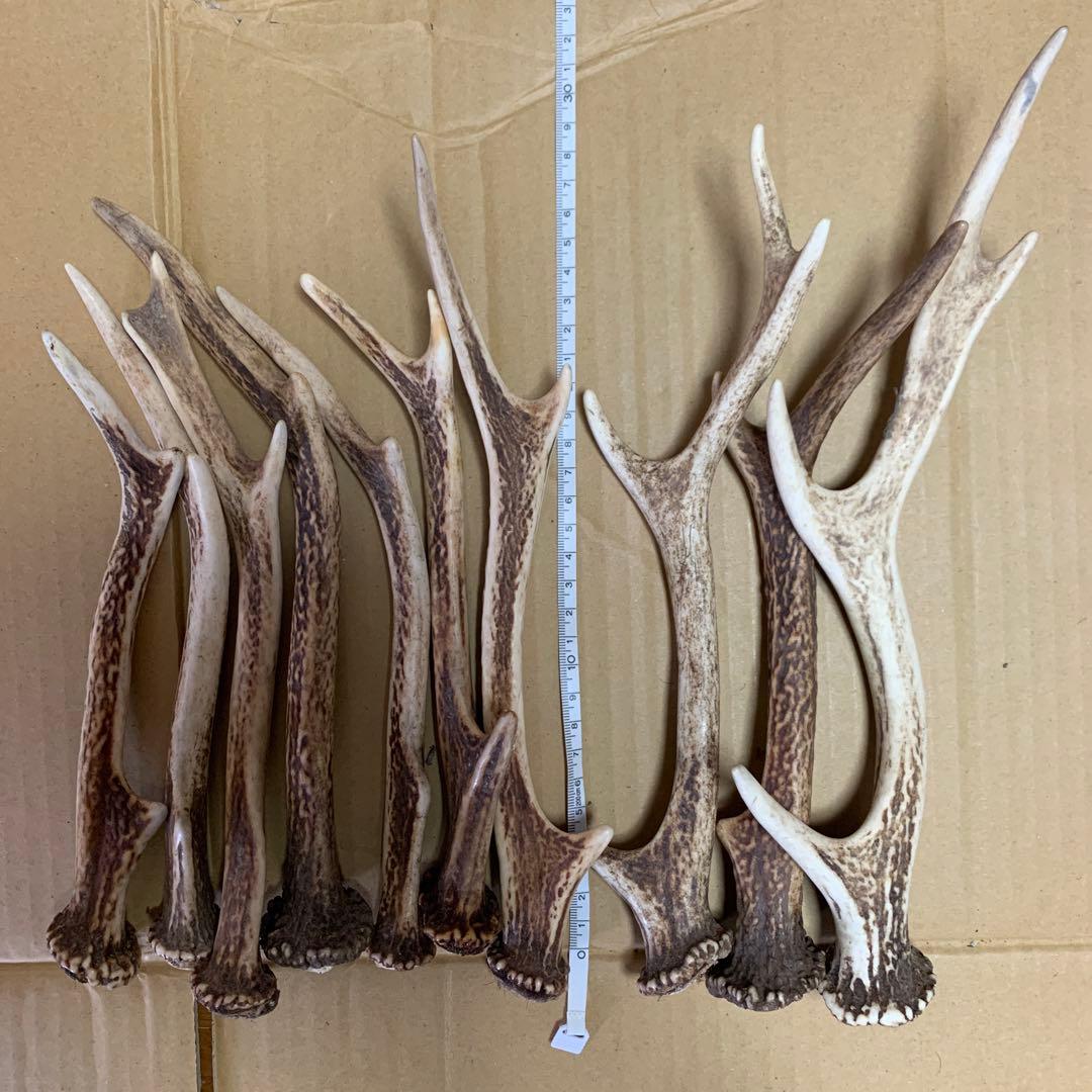 鹿の角 鹿角 38本　インテリア 犬 おもちゃ