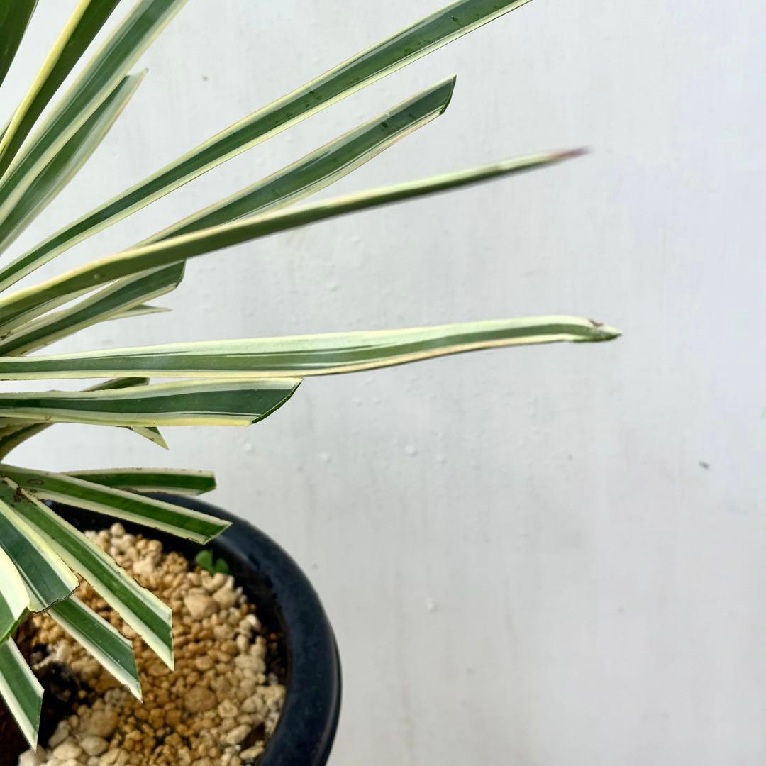トモジュン様用 ユッカ アロイフォリア 斑入り②バリエガータ 千寿蘭