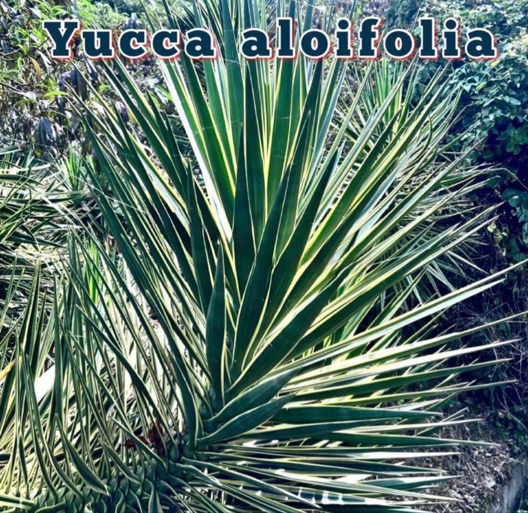 トモジュン様用 ユッカ アロイフォリア 斑入り②バリエガータ 千寿蘭