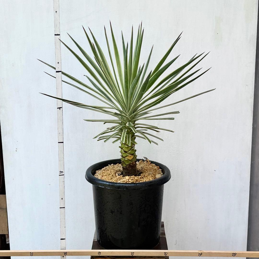 トモジュン様用 ユッカ アロイフォリア 斑入り②バリエガータ 千寿蘭