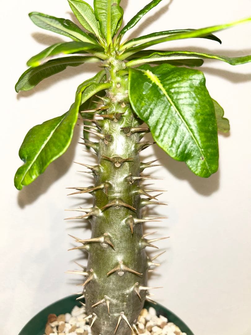 H**様 パキポディウム　アンボンゲンセ　実生株