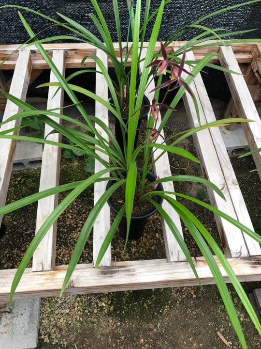 ☆薩摩寒蘭　紫尾山取り　大輪濃紅花無点系　株分け3条☆