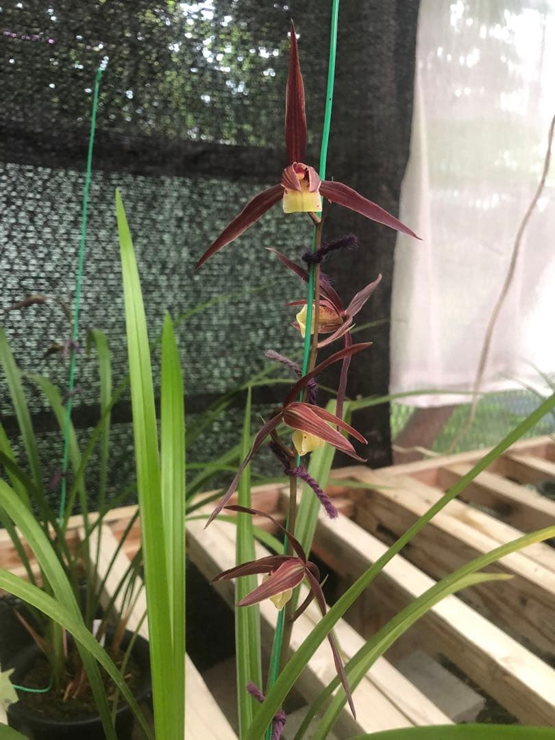 ☆薩摩寒蘭　紫尾山取り　大輪濃紅花無点系　株分け3条☆