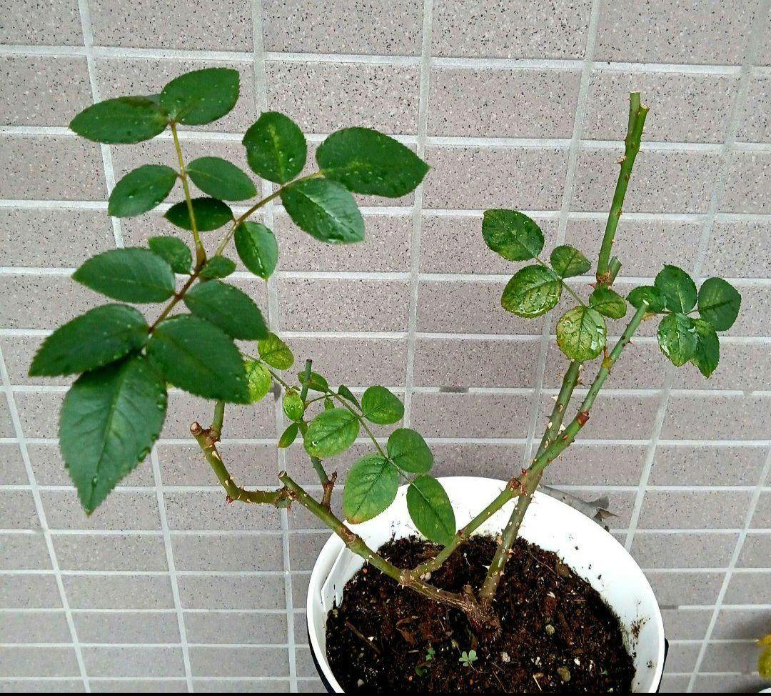 バラ苗　　8号鉢　人気種