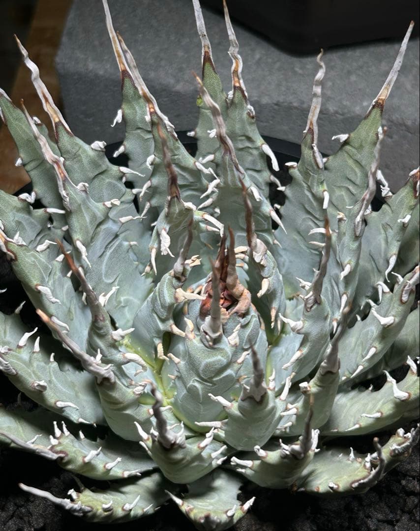 アガベ utahensis eborispina 青葉 陽炎 ウネウネ