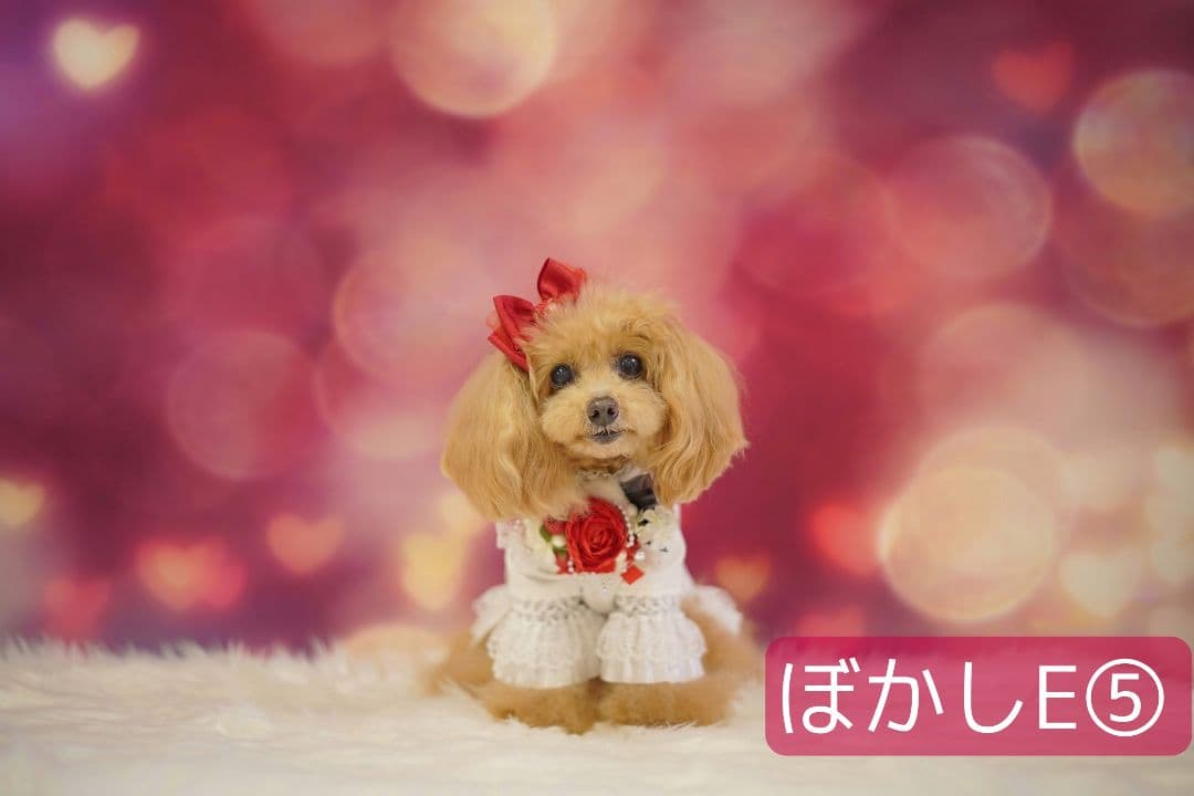 背景布【　ハートI　】サンプル　バレンタイン撮影用♪　トリミングチョーカー販売中