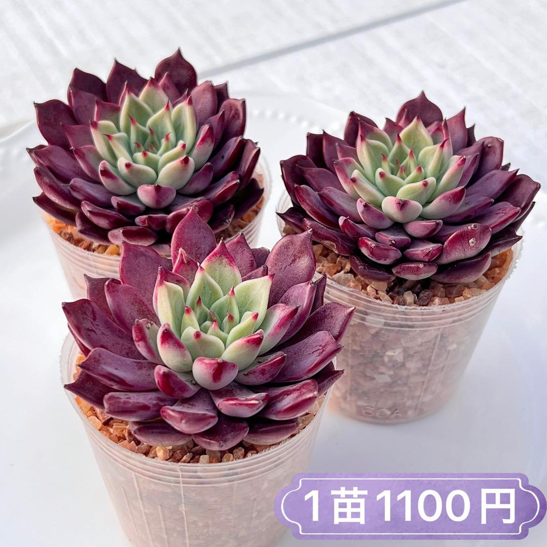 アメブル