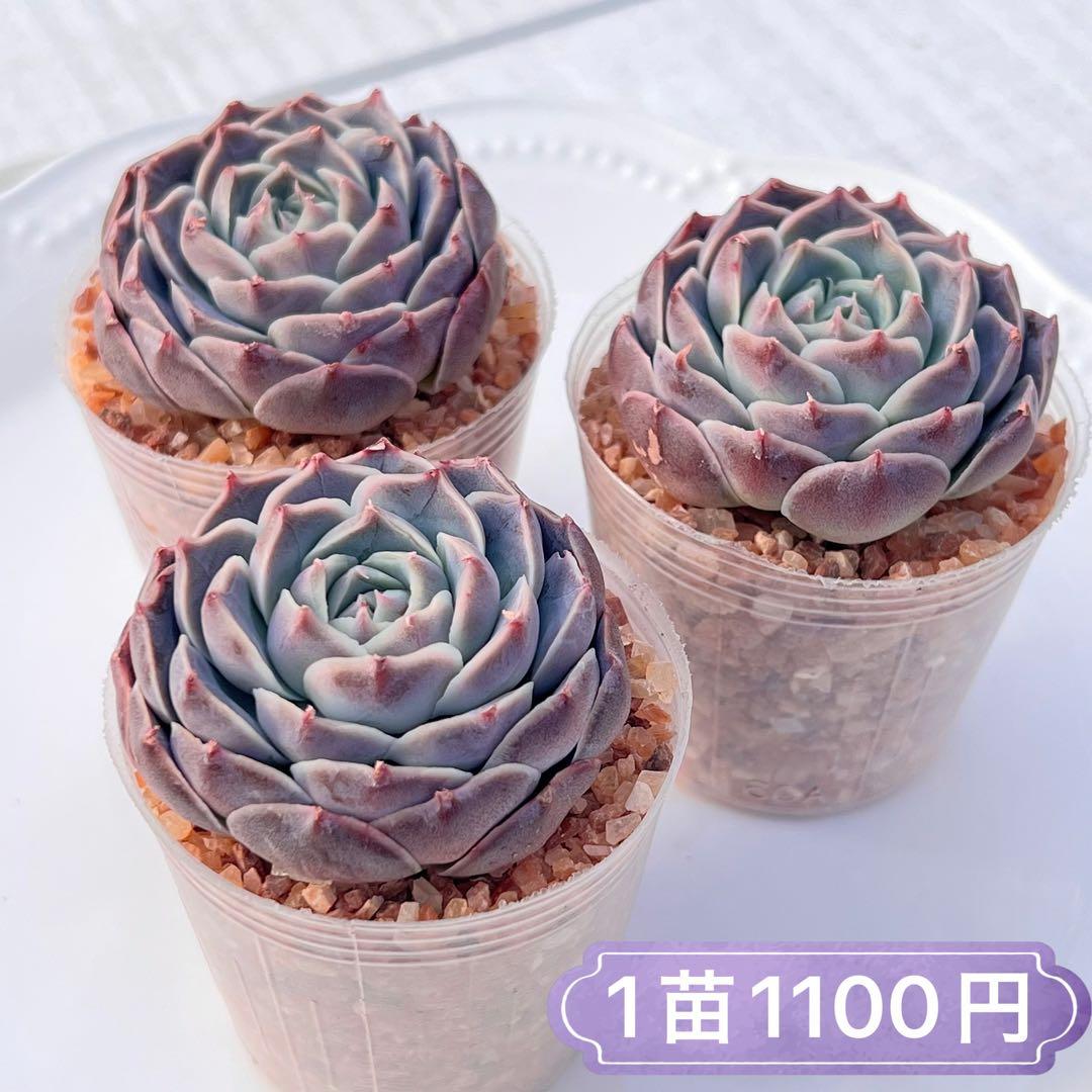 アメブル