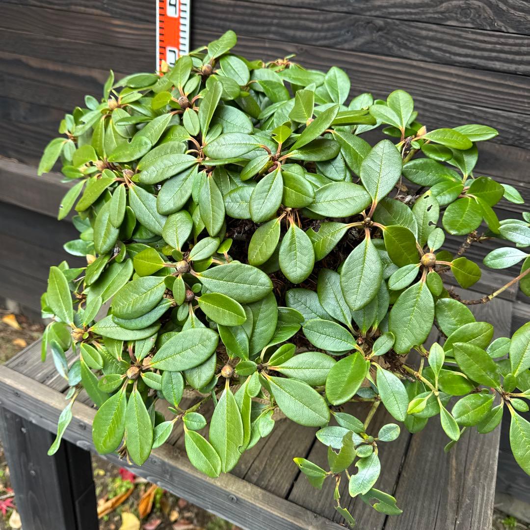 キバナシャクナゲ/小葉性/大株【現品発送】管理70853