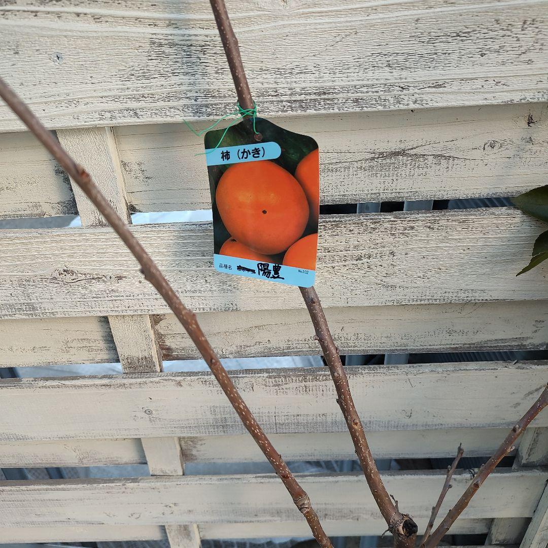 沙耶さま専用出品 星タンゴール3年生 苗木