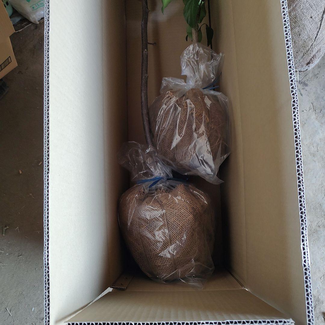 沙耶さま専用出品 星タンゴール3年生 苗木