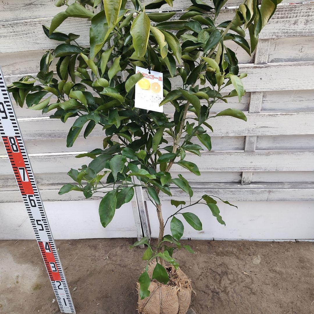 沙耶さま専用出品 星タンゴール3年生 苗木