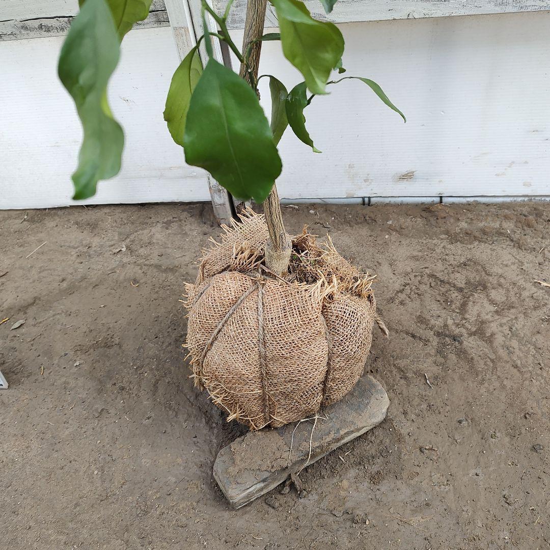 沙耶さま専用出品 星タンゴール3年生 苗木