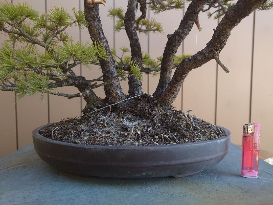 盆栽　五葉松　樹高50cm