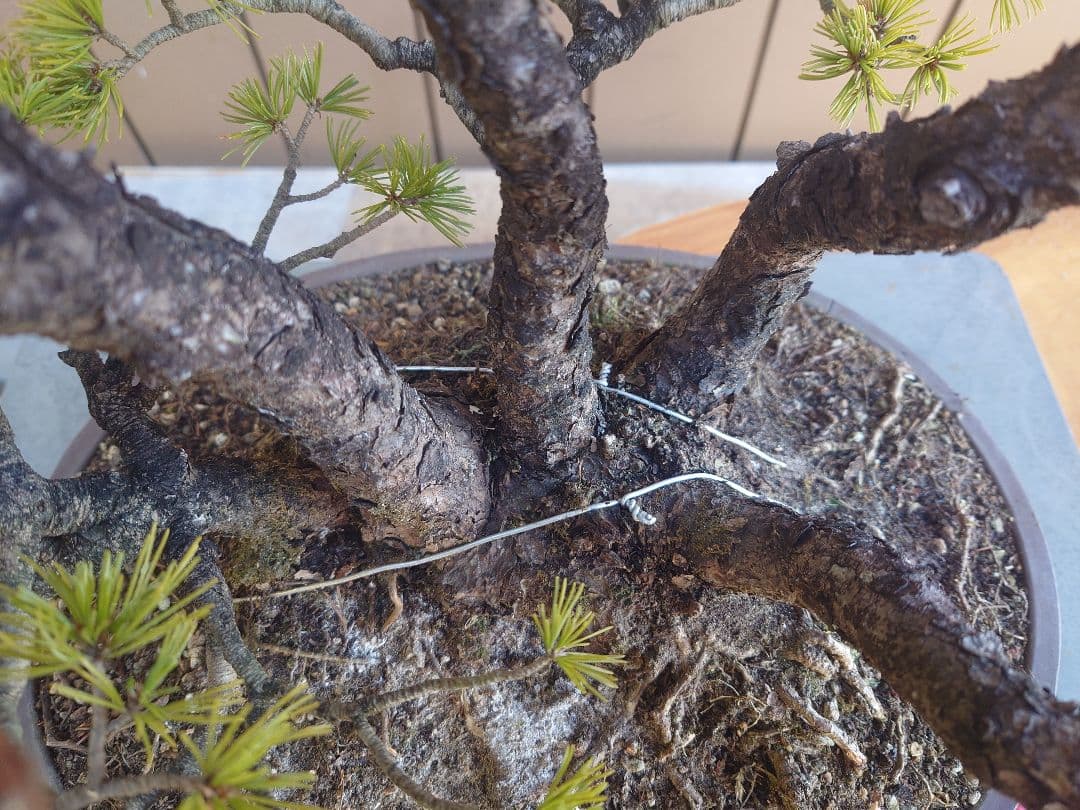 盆栽　五葉松　樹高50cm