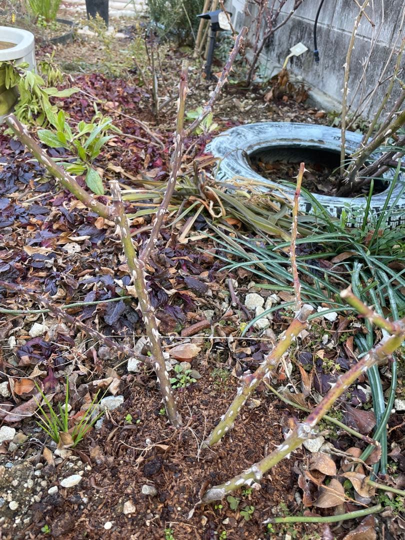 薔薇大苗フラメ