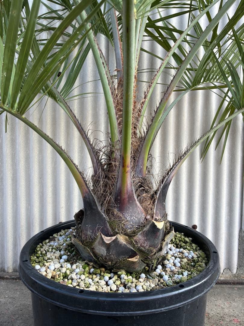 ココスヤシ　　No.10 シルバーリーフ 送料込み価格