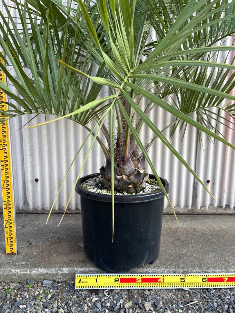 ココスヤシ　　No.10 シルバーリーフ 送料込み価格