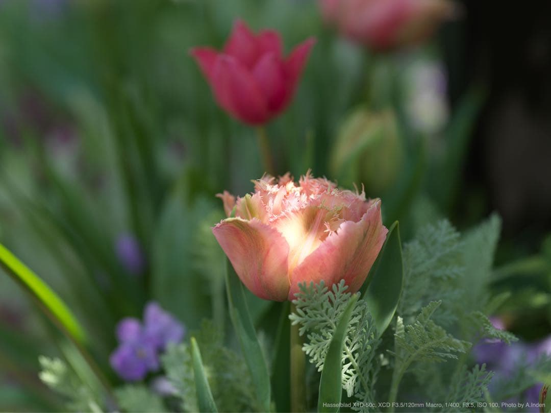 hasselblad xcd 120mm f3.5 macro 619,300円